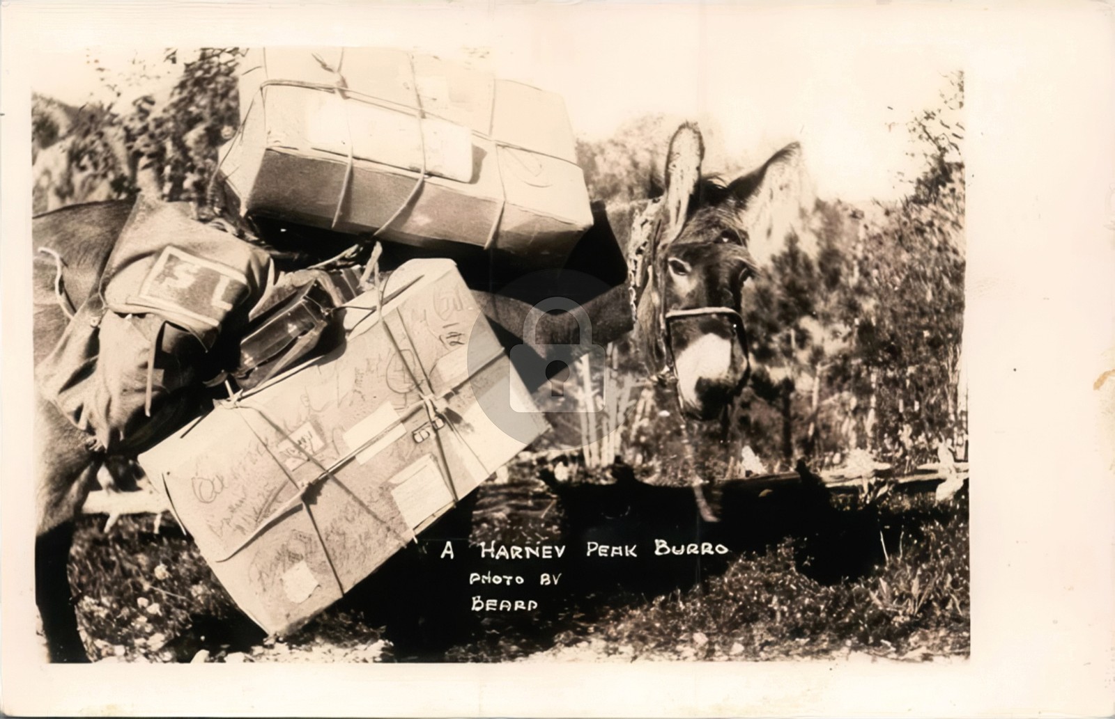 Harney Peak Burro Carrying Mail Parcels S Dakota Donkey 1930s RPPC Postcard COPY
