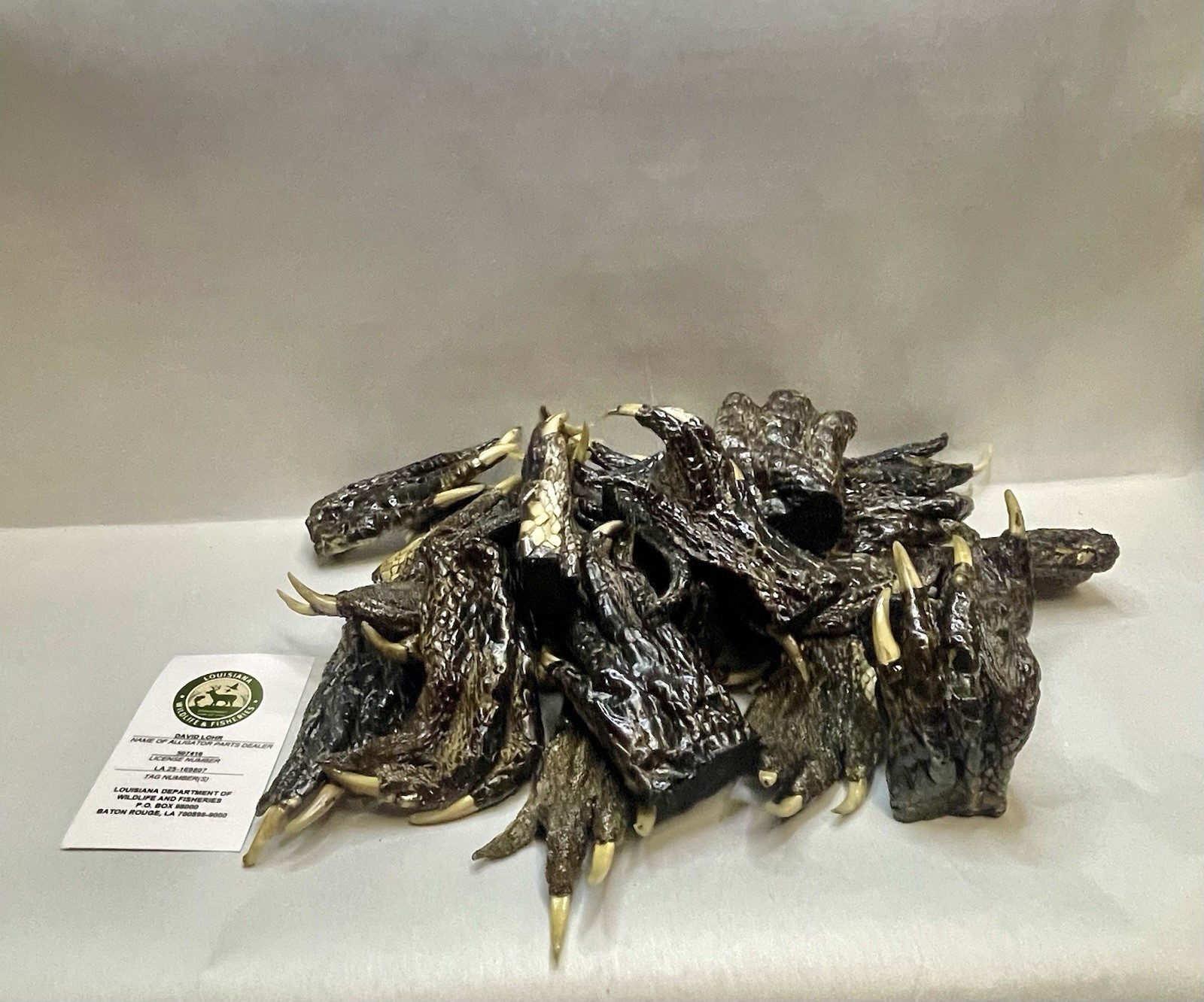Lot Of 25 Medium Alligator Feet Crafting Oddity Wholesale