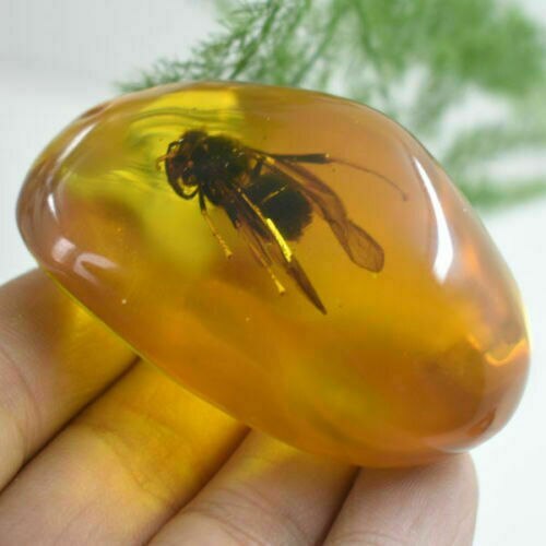 Beautiful Amber Bee Fossil Insects Manual Polishing Beautiful Amber Bee Fossil Insects Manual Polishing