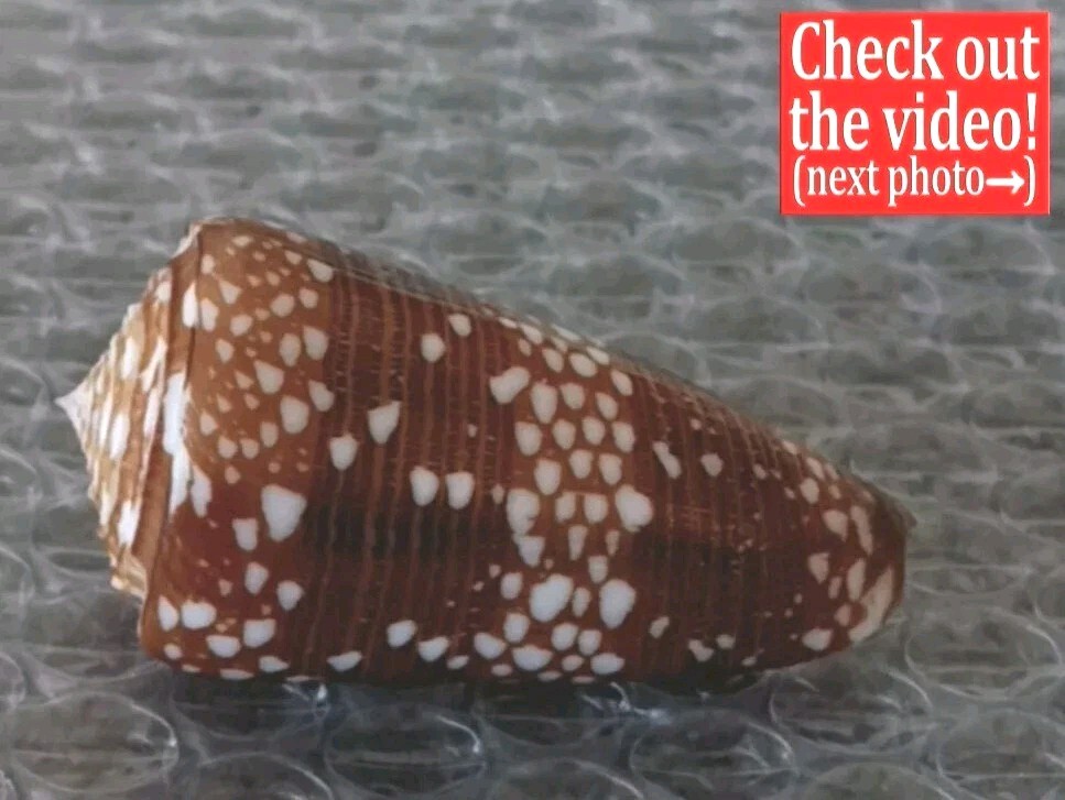 Conus victor #9  54.1mm ULTRA GIANT DARK WOW BEAUTY from Indonesia