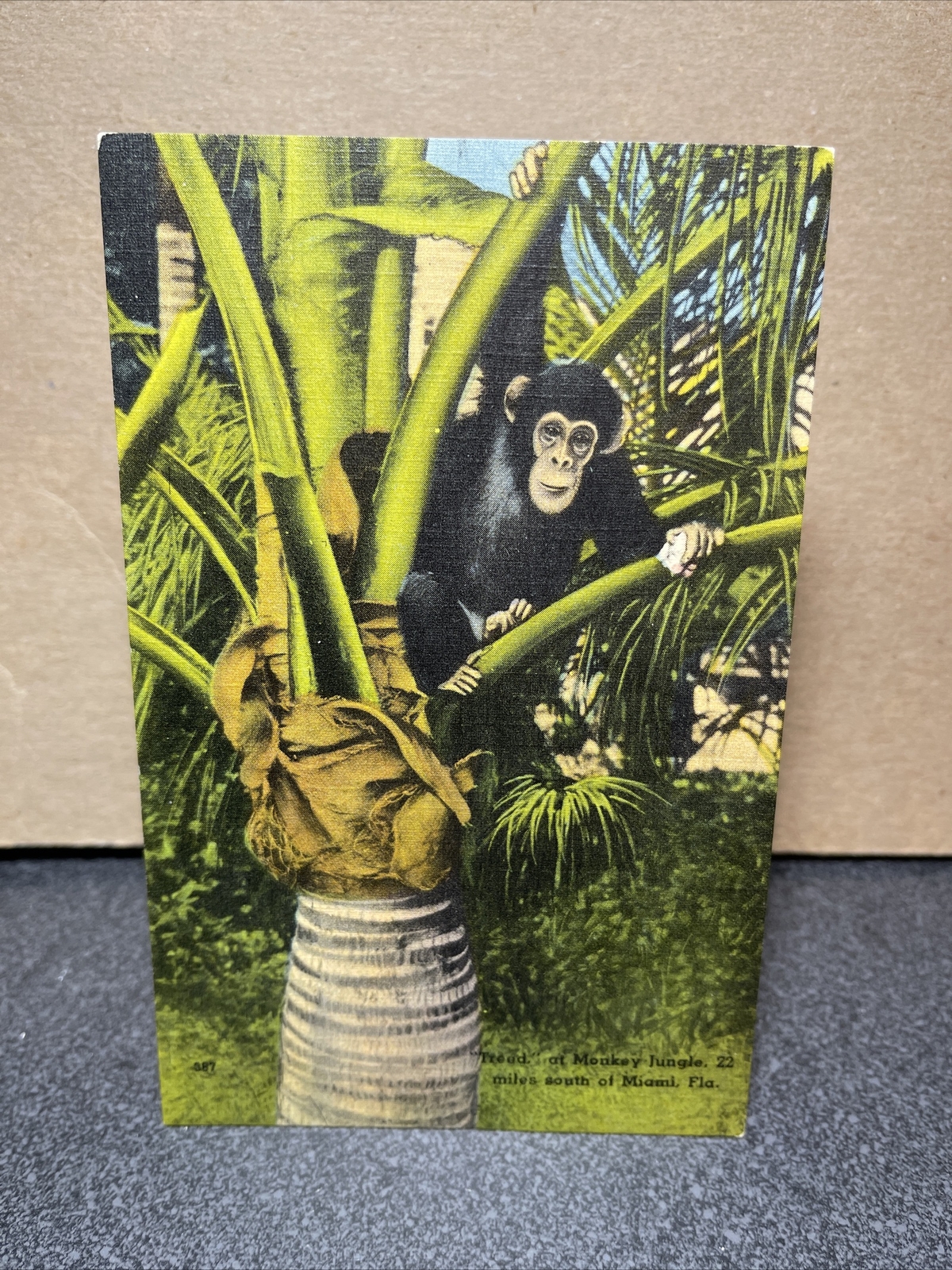Treed At Monkey Jungle South Of Miami Florida Postcard￼