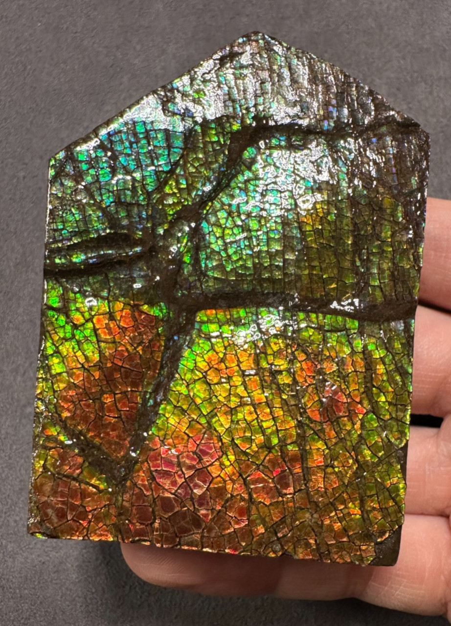 Natural Canadian Ammolite Fossil Hand Specimen| Ammolite Gemstone