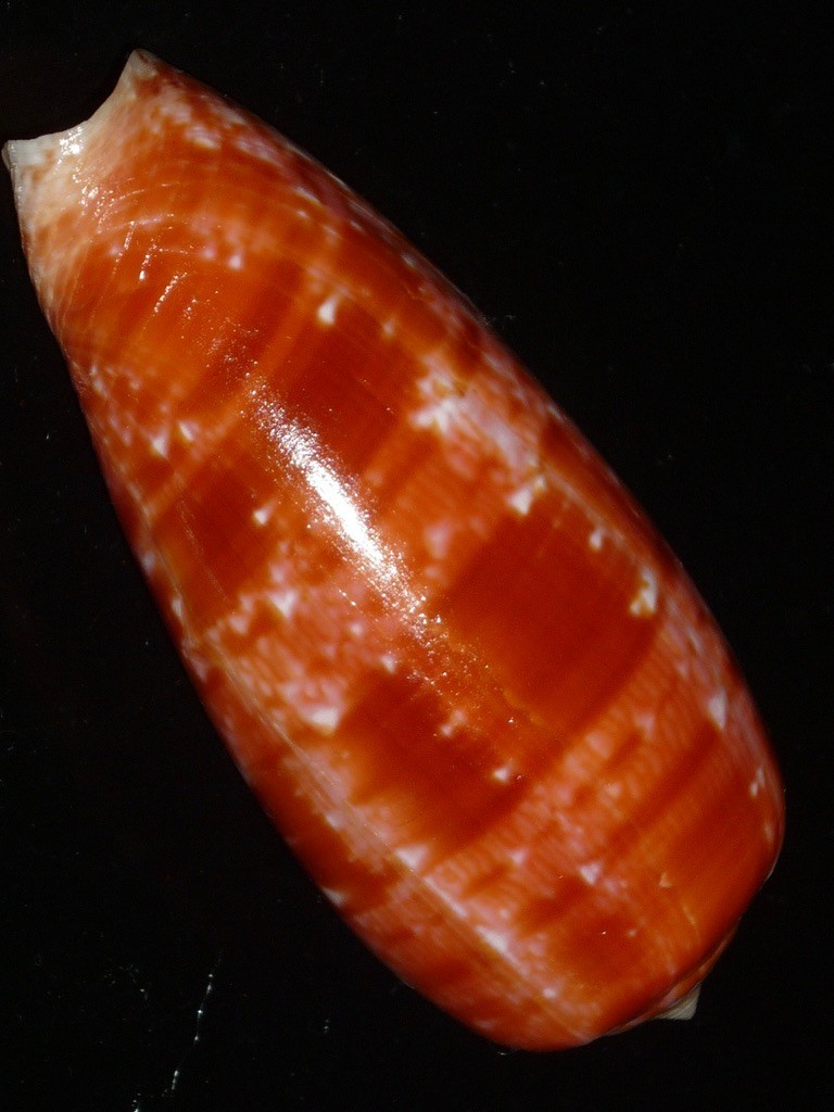 589 Conus bullatus w/o 69.5mm TOP GRADING IMPORTANT NATURAL SEASHELL RARE BEAUTY