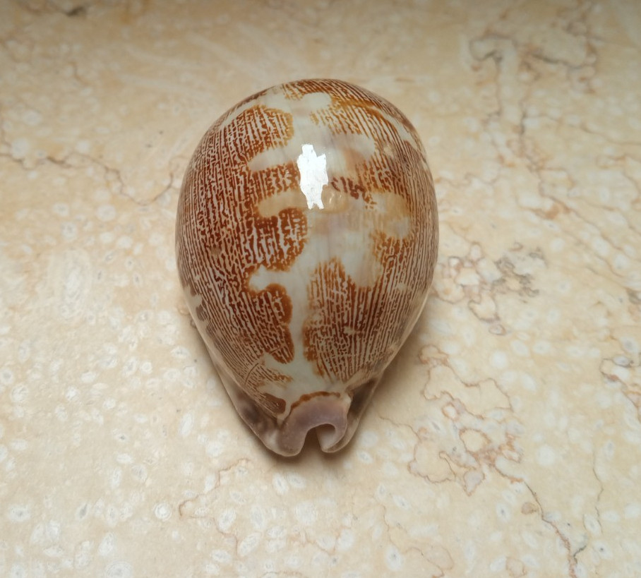 F Cypraea rosea mappa singularis great pattern natural glossy 71.2 mm F++++F+++