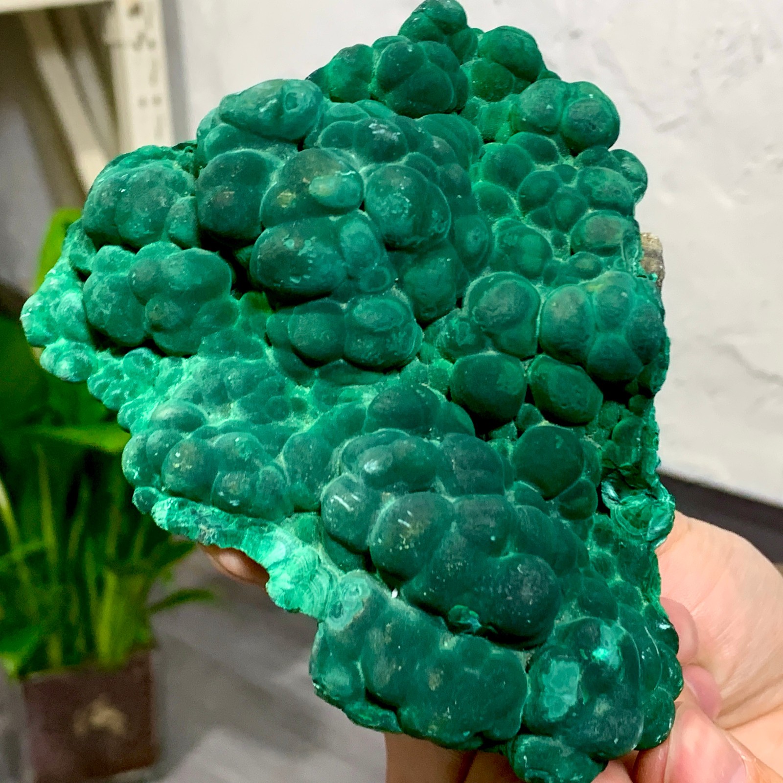442G Natural VELVET Azurite/Malachite cat's eye specimen crystal mineral-Congo