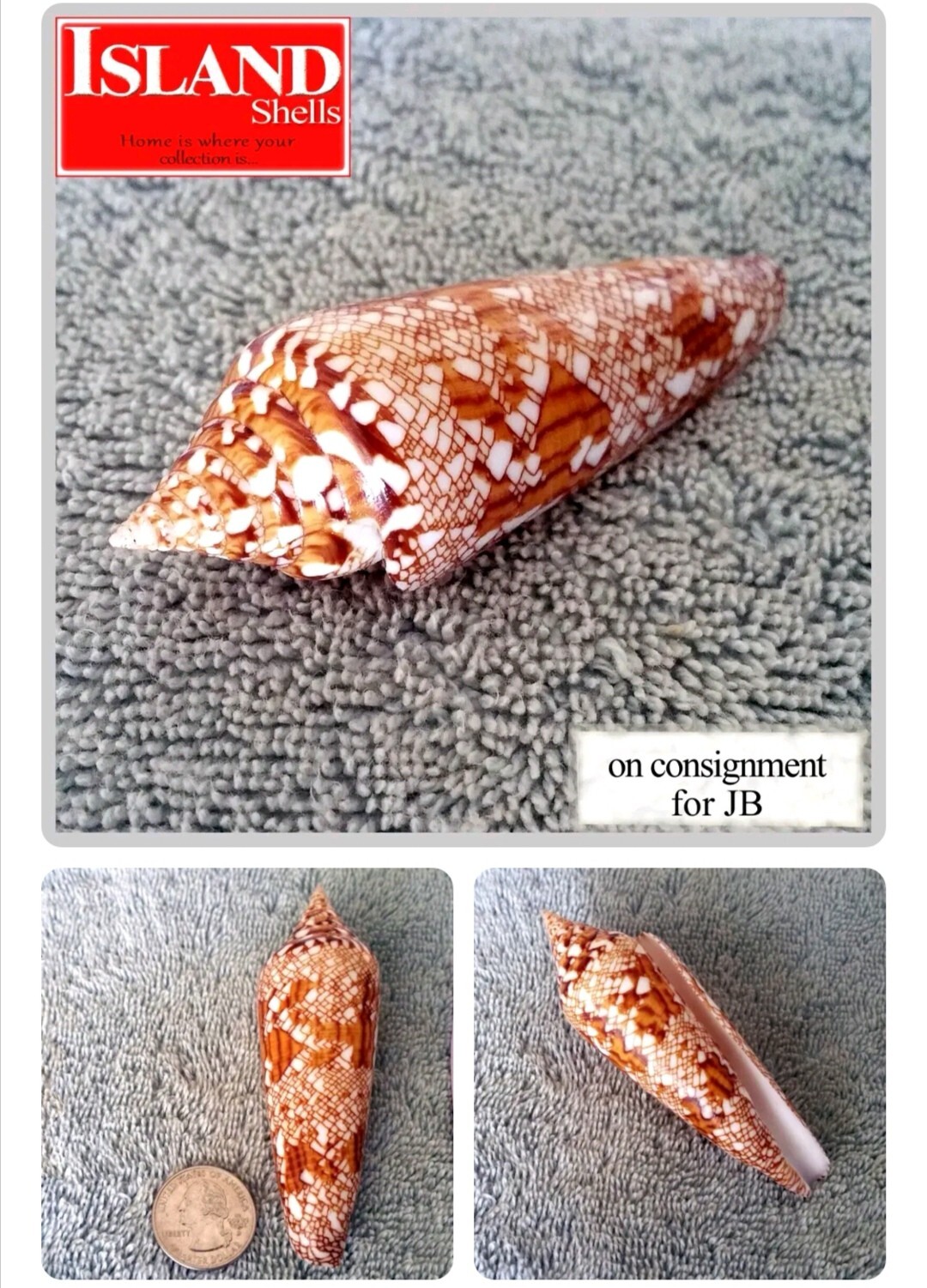Conus bengalensis #21  93.5mm ULTRA RARE GEM BEAUTY from Thailand