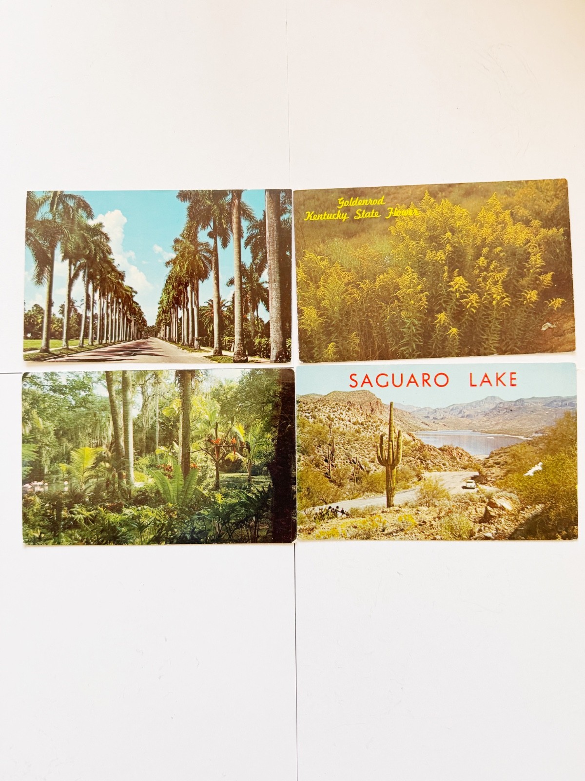 Lot of 4 Vintage Unposted Postcards FL KY AZ Scenic Chrome Multi-State