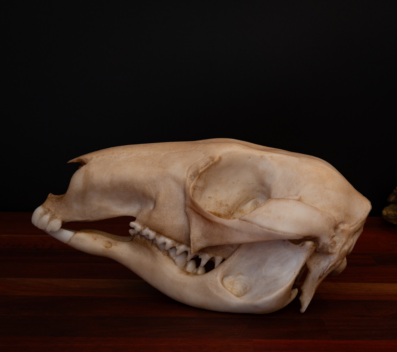 Kangaroo Skull Replica – Life Size Australian Marsupial Anatomy Model