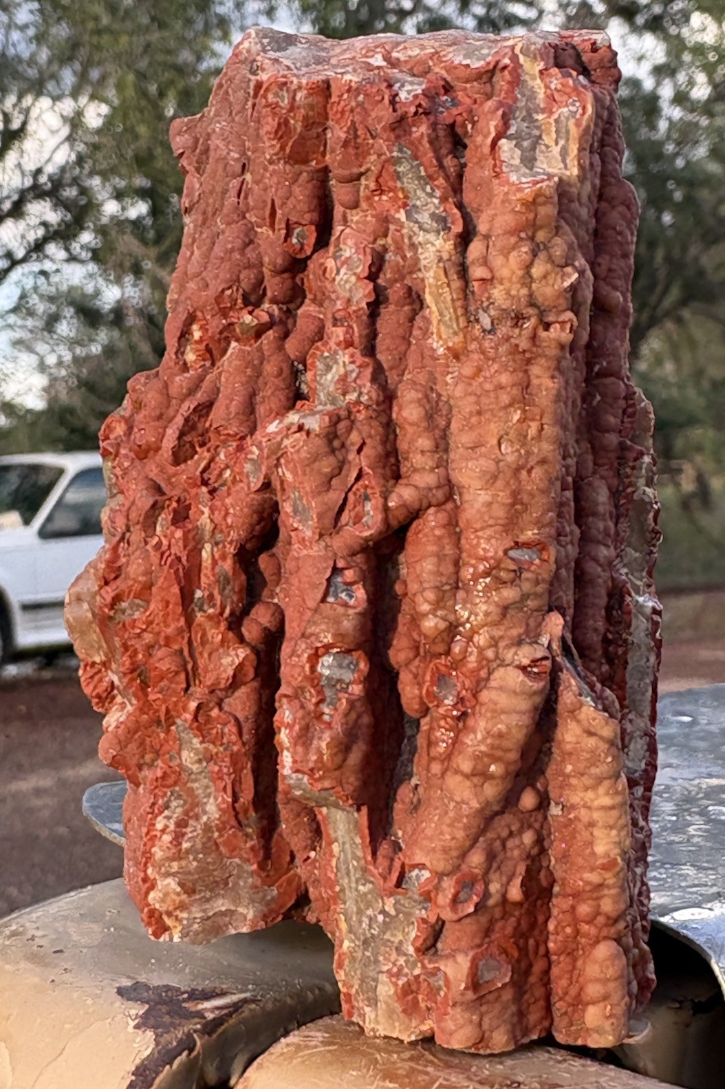 ☘️RR⛏️: Rare Druzy Red Chalcedony Arizona Petrified Wood, 6.6 Oz. 🌈