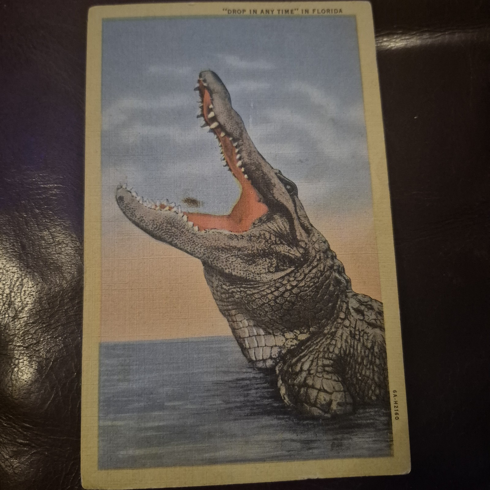 Glad to Meet You - Alligator in Florida c1940s Postcard