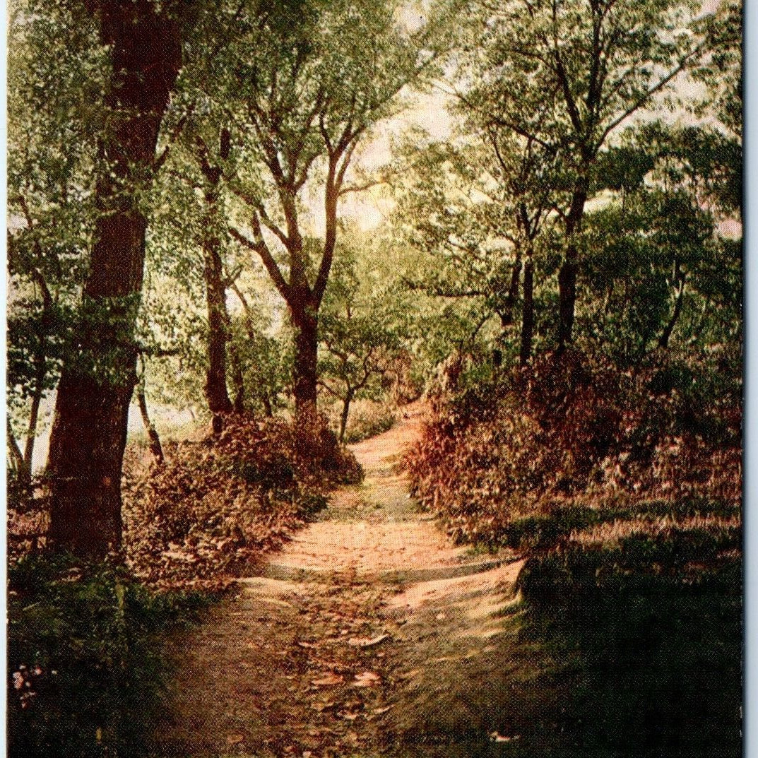 c1900s Chicago, IL Desplaines River Wooded Path Park Postcard Hammon Meier
