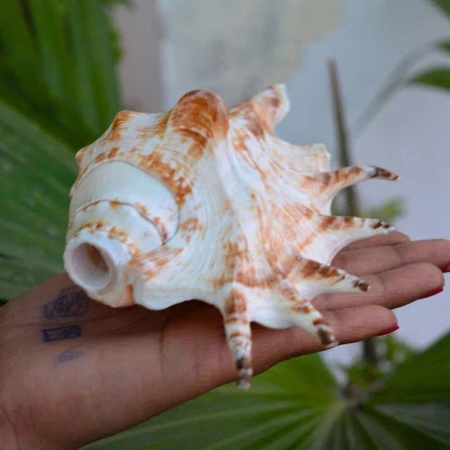 PANCHAJANYA POOJA SOUND SHANKH CONCH SHELL KRISHNA SHANKHA 5 INCH-DIVINE WORSHIP