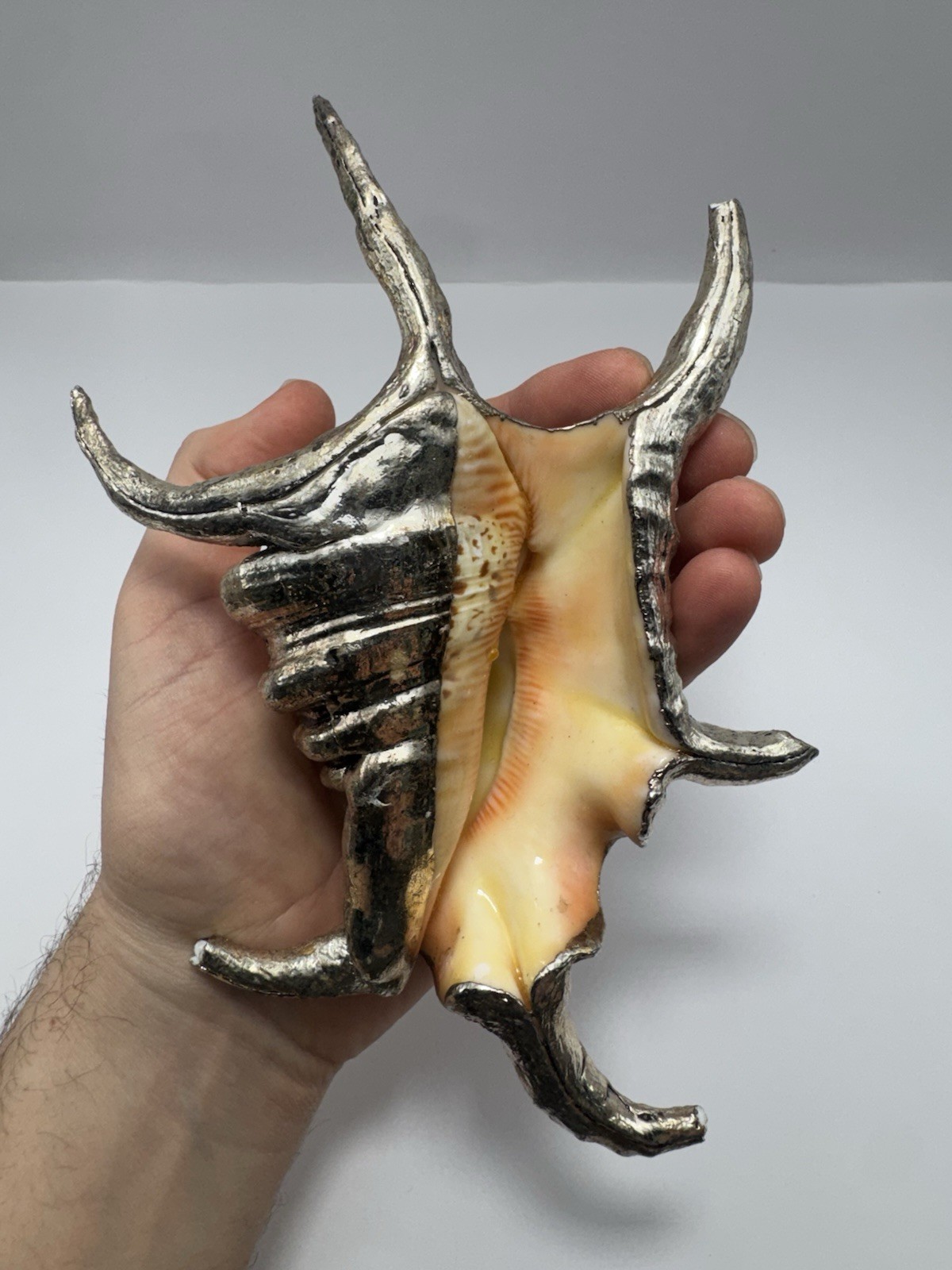 Silver Dipped Sea Shell Sculpture – Luxury Coastal Nautical Home Decor tv