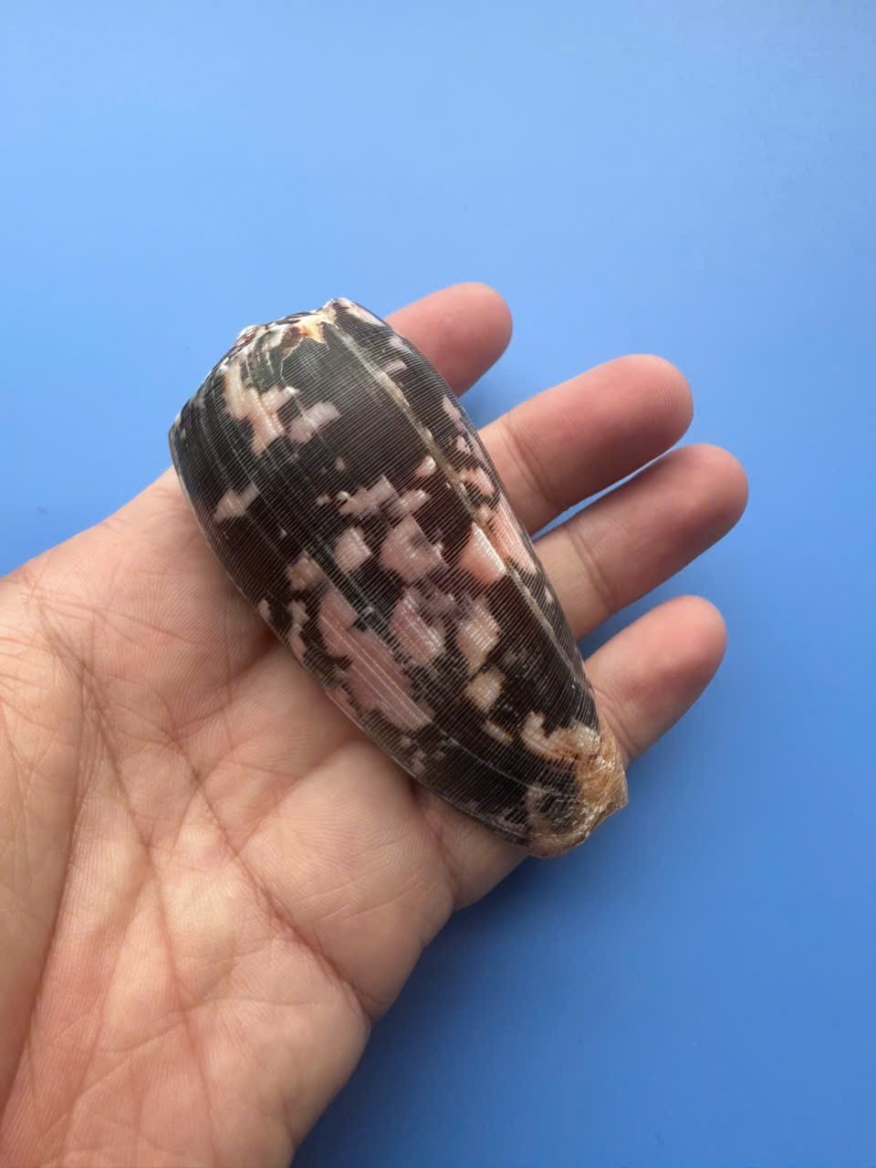 83mm | Conus striatus | BLACK PINK color 83mm | Conus striatus | BLACK PINK color