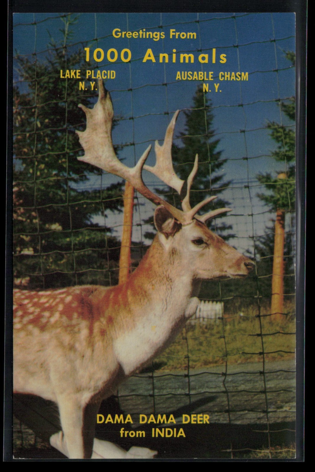 Home of 1000 Animals Lake Placid NY Dama Dama or Fallow Deer Postcard