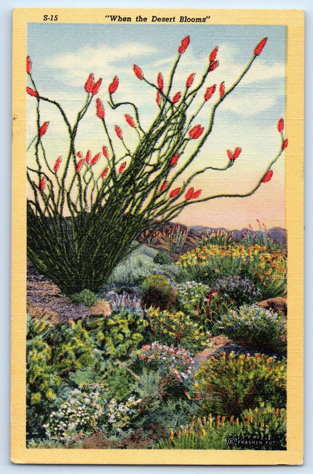 c1940\'s When The Desert Blooms Flowers Tucson Arizona AZ Vintage Postcard