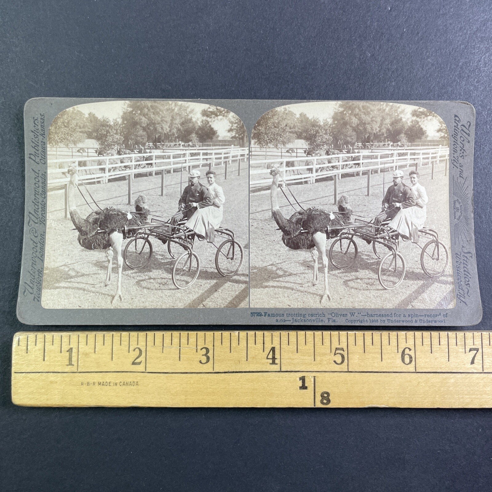 Ostrich Cart Harness Racing Stereoview Underwood & Underwood 1905 Florida