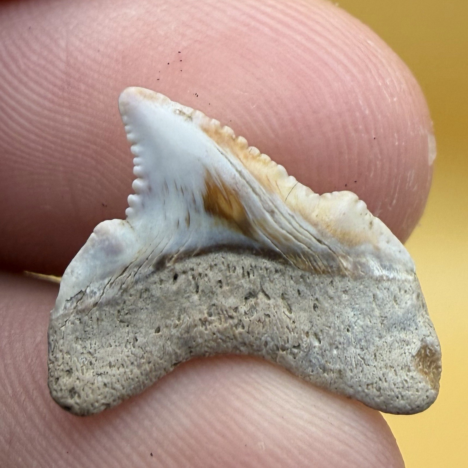 JUVENILE ANGUSTIDENS SHARK TOOTH - AMAZING COLORS BABY MEGALODON ANCESTOR .7”
