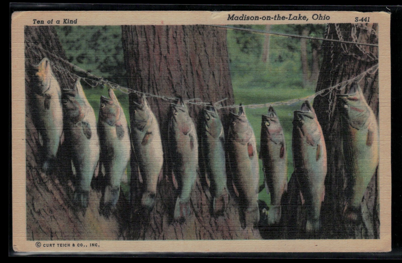 Postcard Madison on the Lake OH  Ten Of A Kind Fish On Stringer Curt Teich 1930s