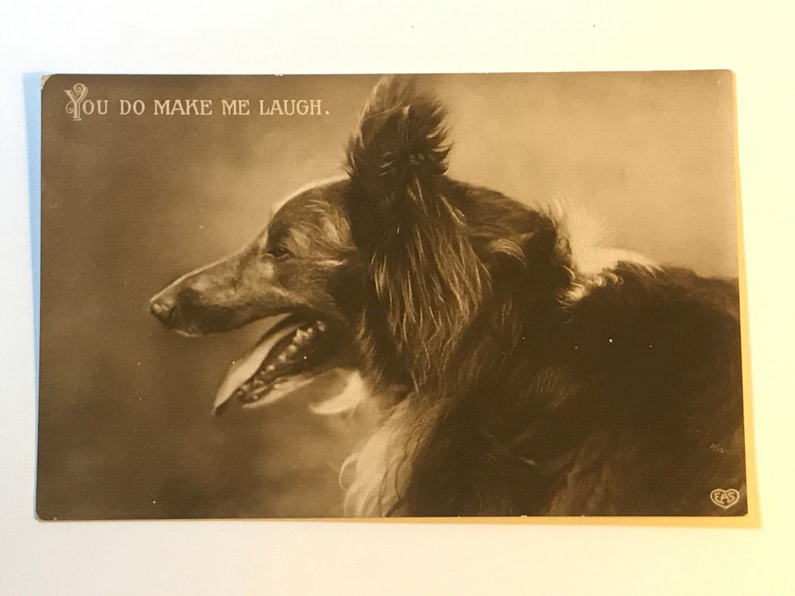 Postcard RPPC Real Photo Dog Collie Side Profile Panting 
