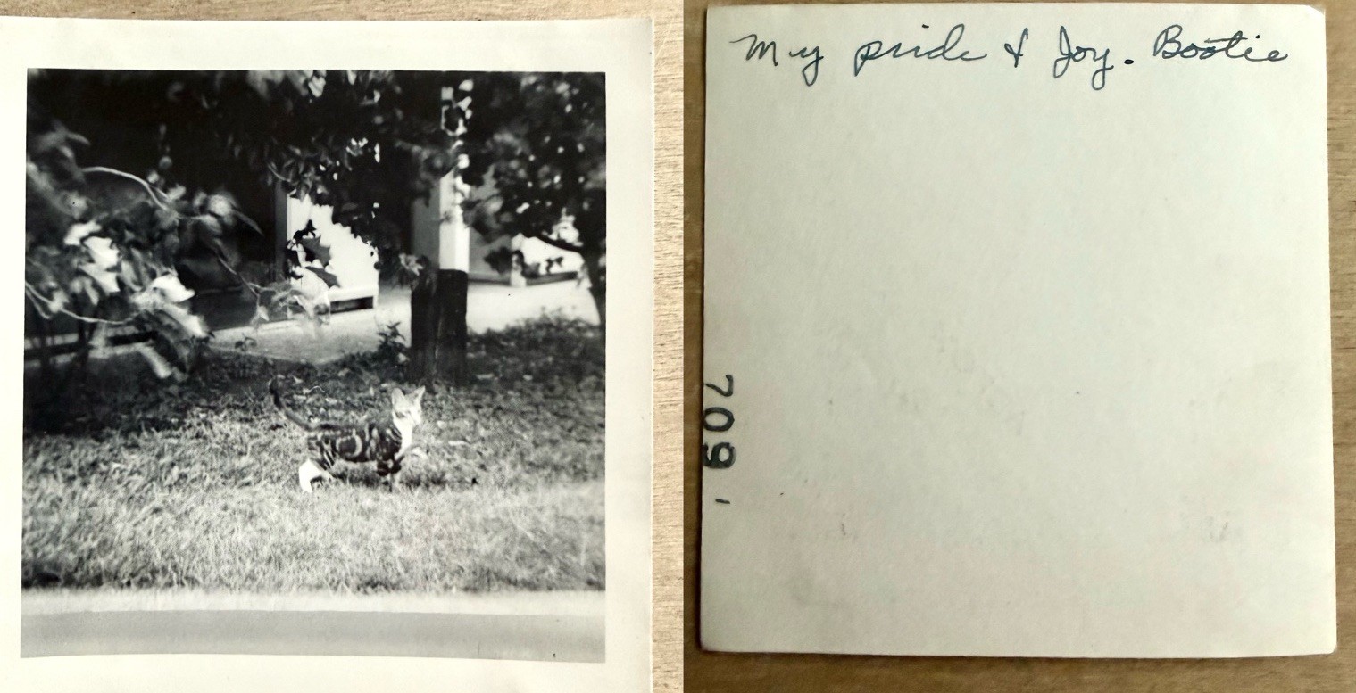 Vintage 1950s Kitty Cat Pet Posing Photo Snapshot “My Pride And Joy Bootie”