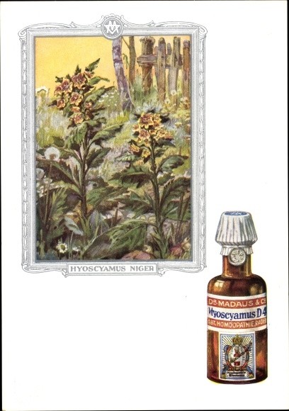 Artist Postcard Hyoscyamus niger, Hesawort, Dr. Madaus and Co.,... - 3622067