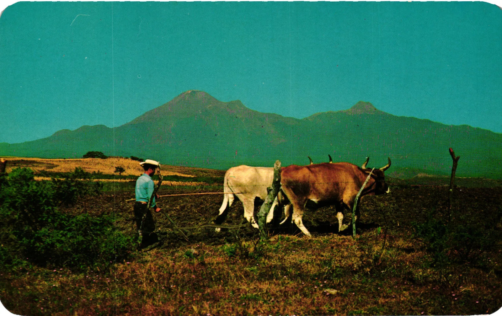 Vintage Postcard- Cultivo de Tierra. Al fondo el Volcán Colima