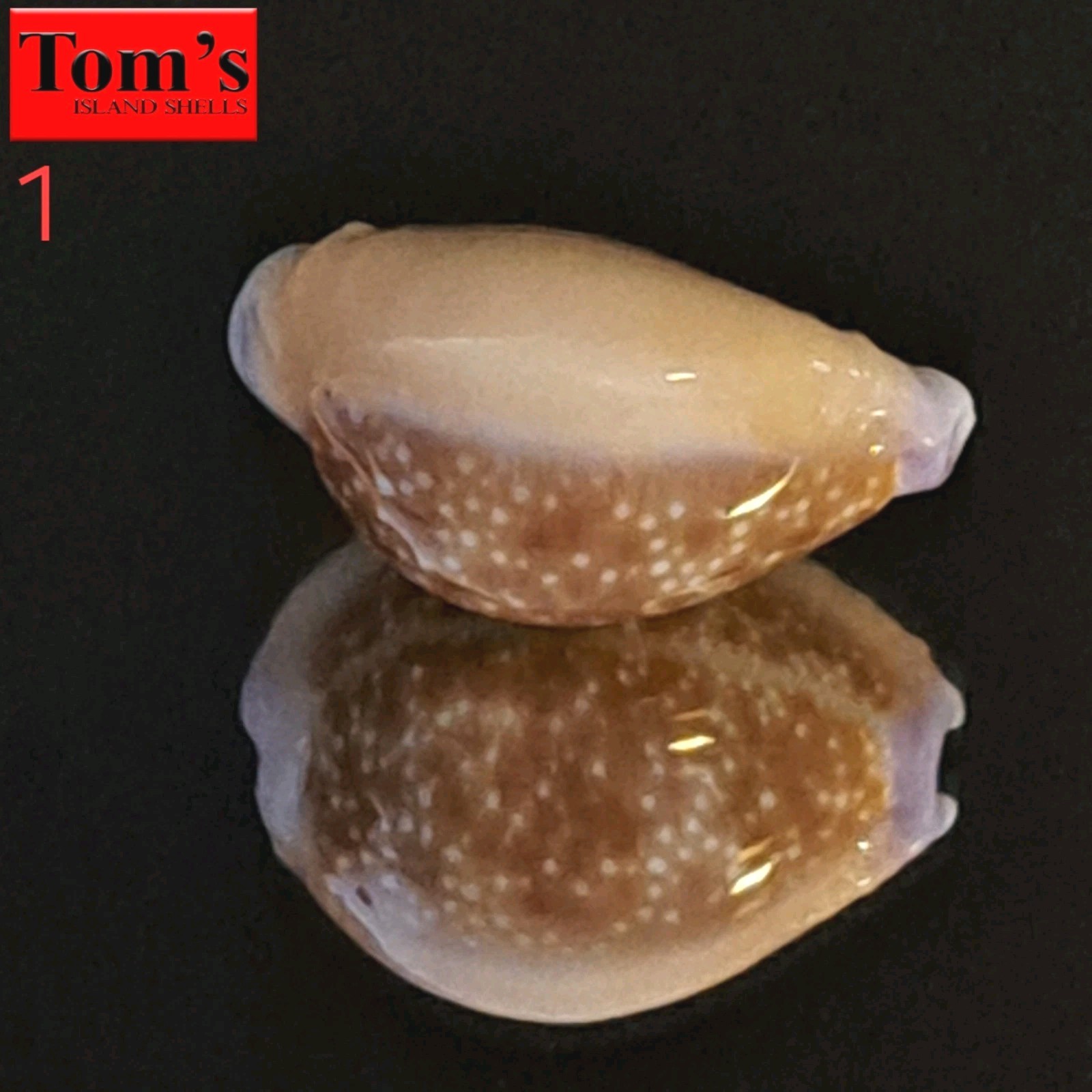 Cypraea helvola f. hawaiiensis #1  24.8mm ULTRA ROSTRATED GEM from Hawaii
