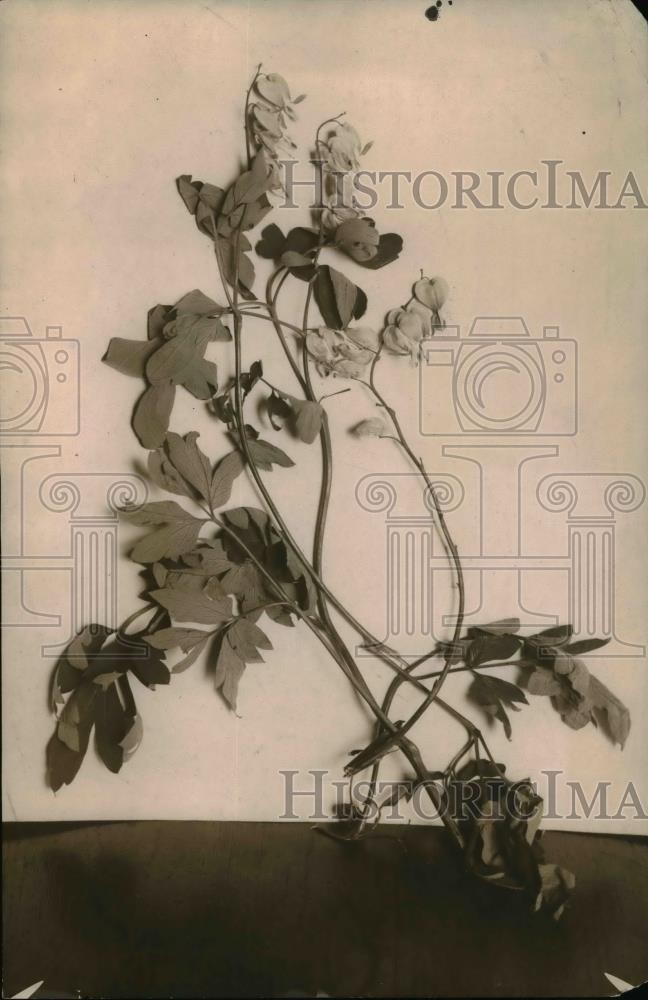 1918 Press Photo A close up of Bleeding hearts flowering plant