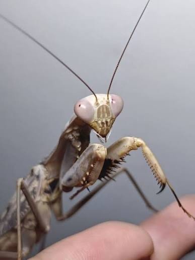 Timor Giant Praying Mantis L2/L3 Nymph Hierodula timorensis PRE ORDER