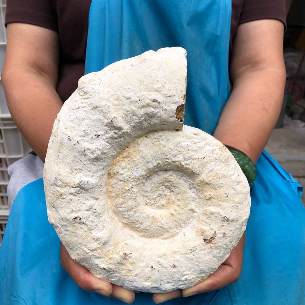 4.75LB Large Natural Beautiful Ammonite Fossil Conch Crystal Specimen Healing