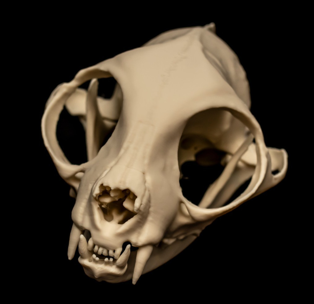Cat Skull Replica Large Domestic Feline Anatomy Model Separate Jaw 11cm