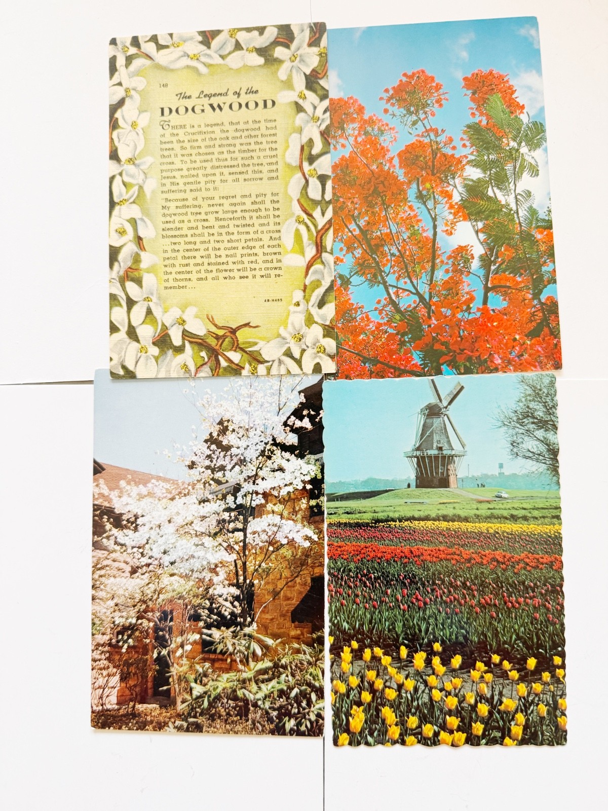 4 Vintage Unused Postcards Flowers Windmill Multi-State Lot Mid-Century