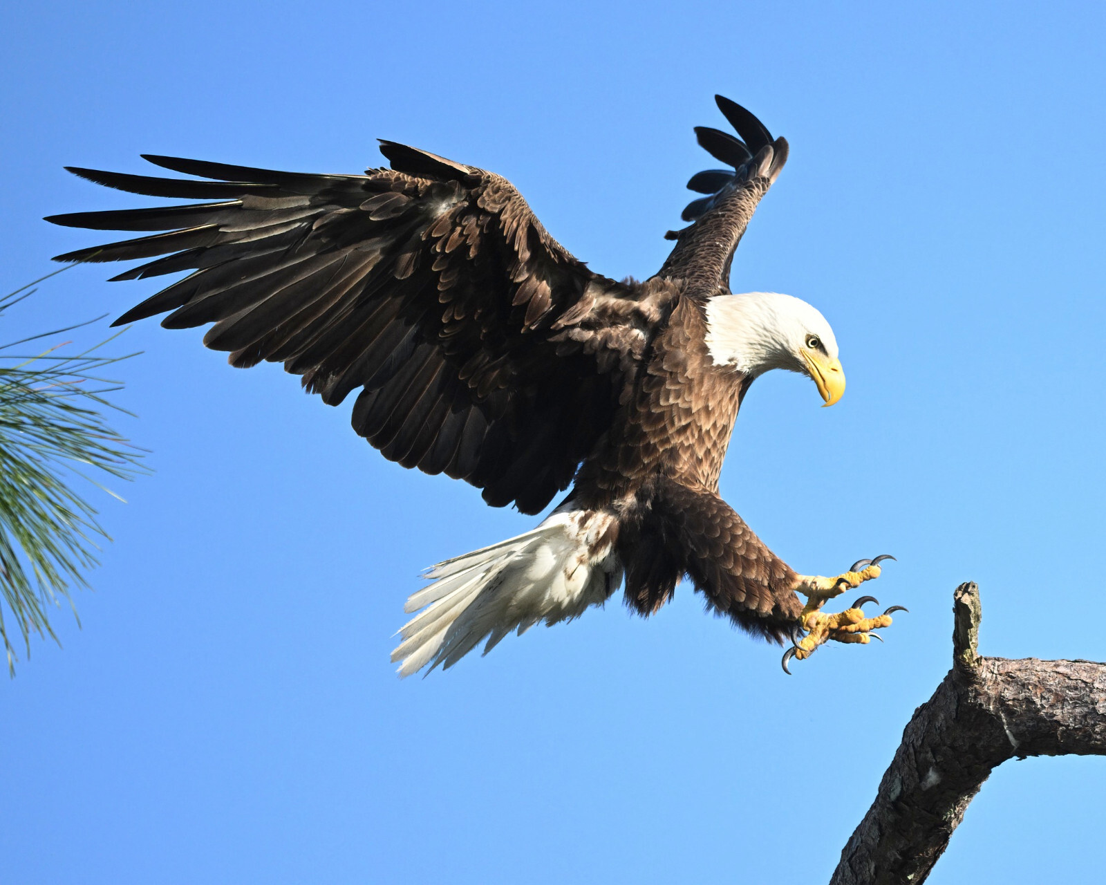 photograph of an eagle coming in for landing