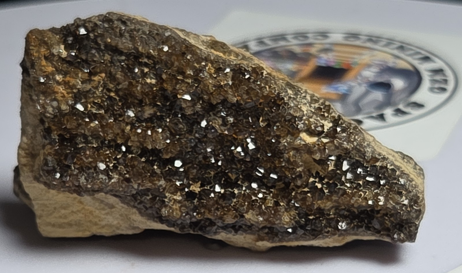 Brilliant Wood Alabama Diamond Wood 46g Specimen