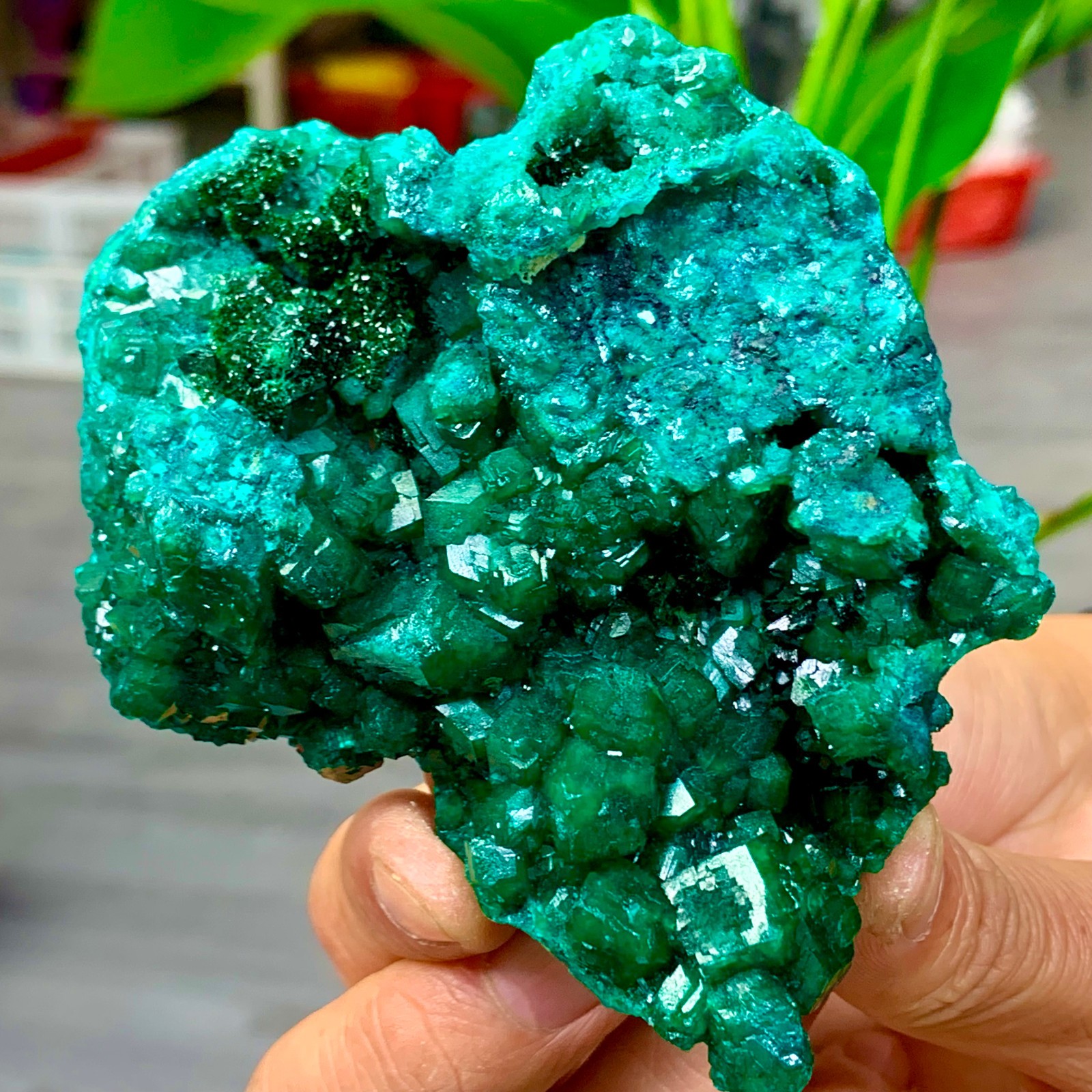 189G Natural green dioptase emerandine gemstone cluster Crystal specimen