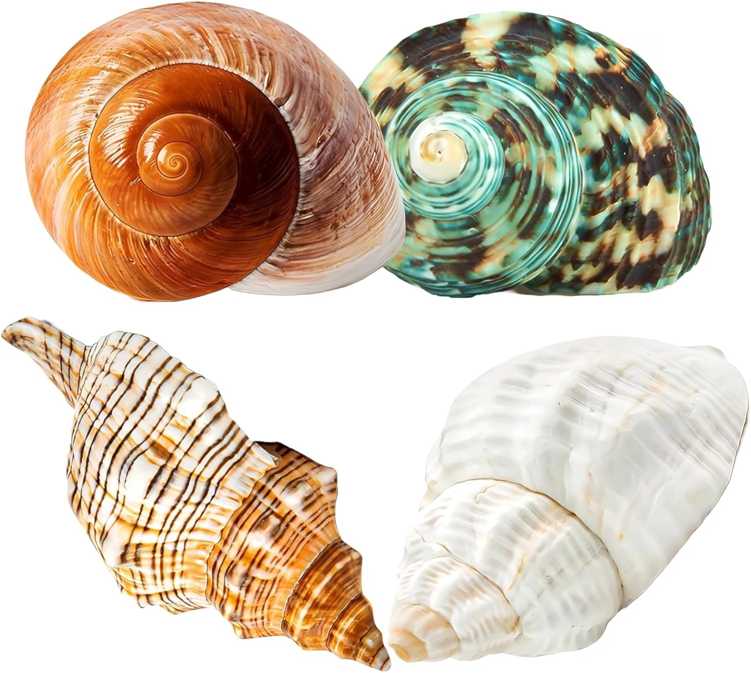 4PCS Large Hermit Crab Shells | Natural Sea Conch 2.4\