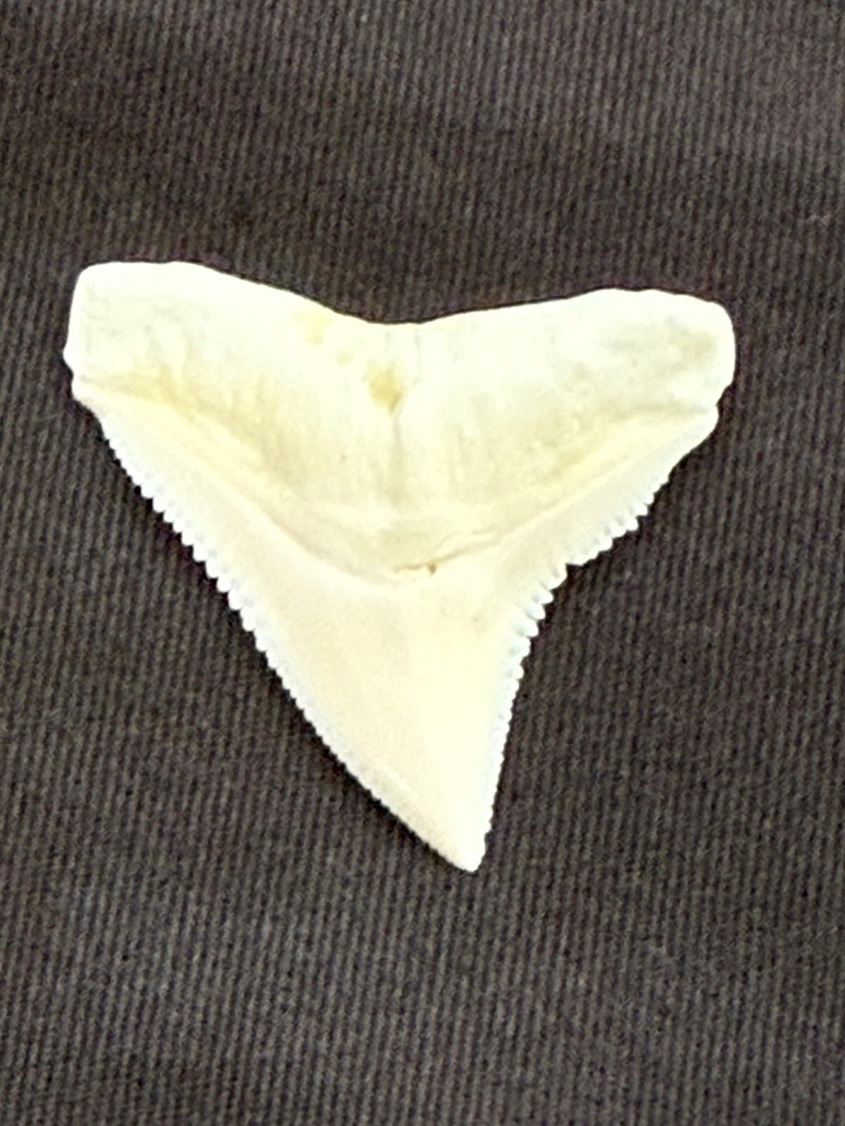 7/8 inch modern upper Bull shark tooth ( NON ENDANGERED )