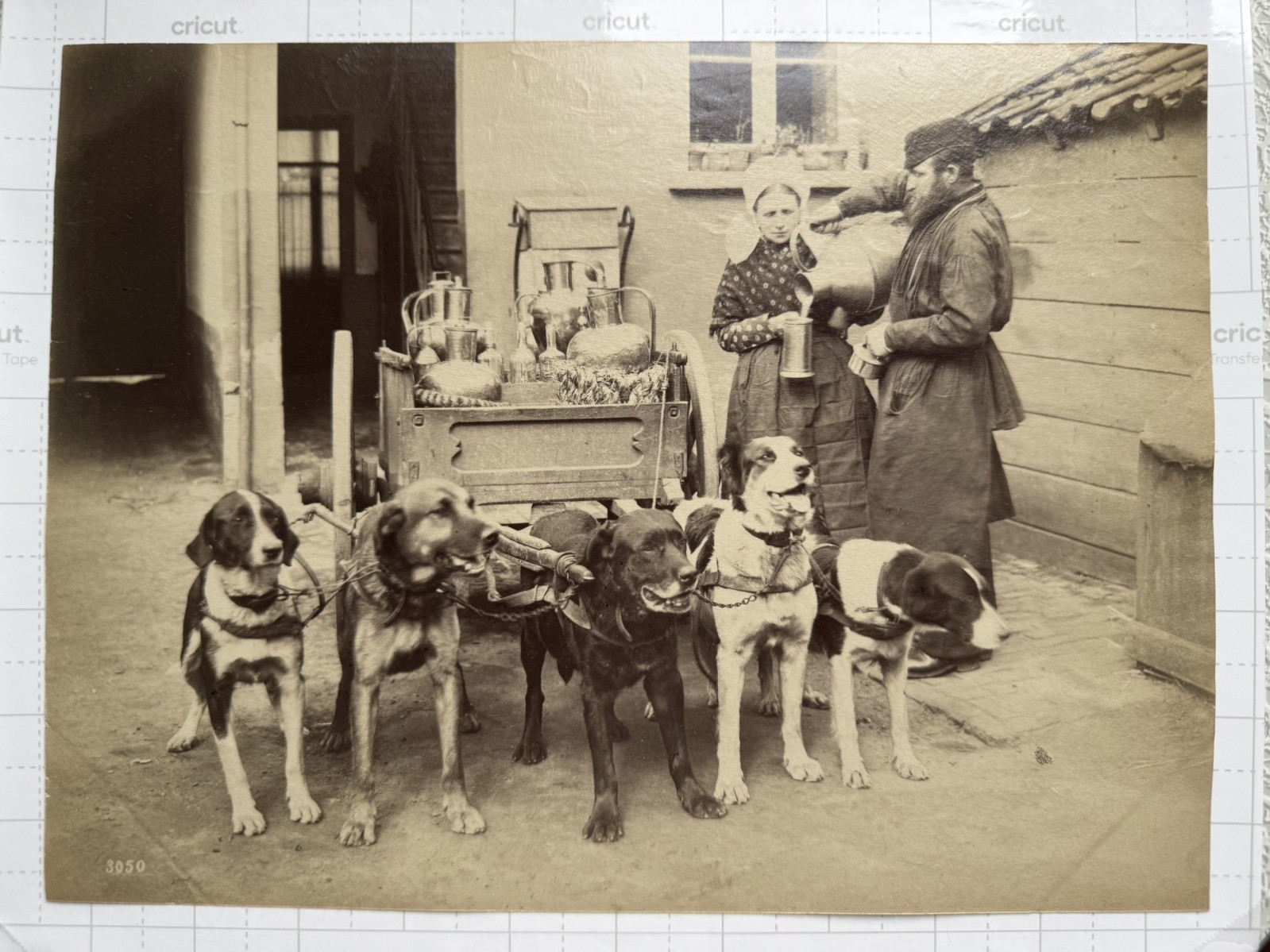 Rare c.1890 Albumen Print Working Dogs Milk Cart Antwerp Belgium G. Zazzarini