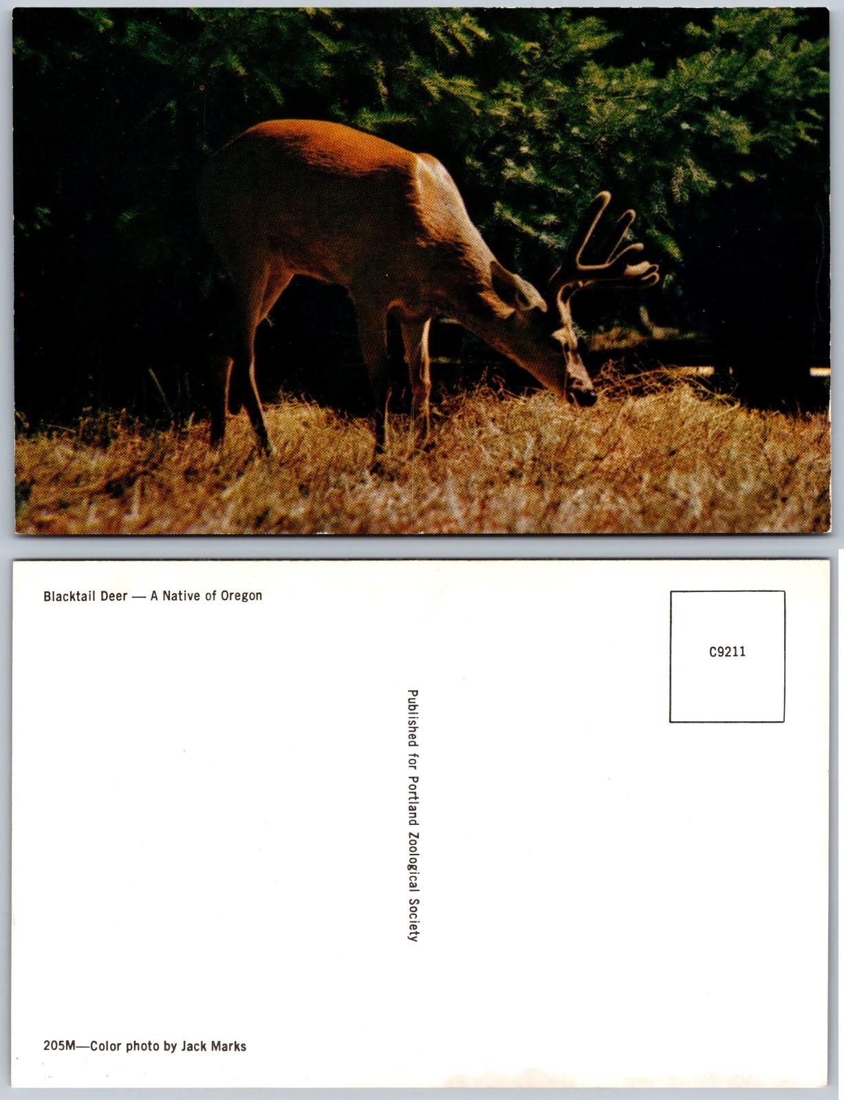 Blacktail Deer Oregon Postcard
