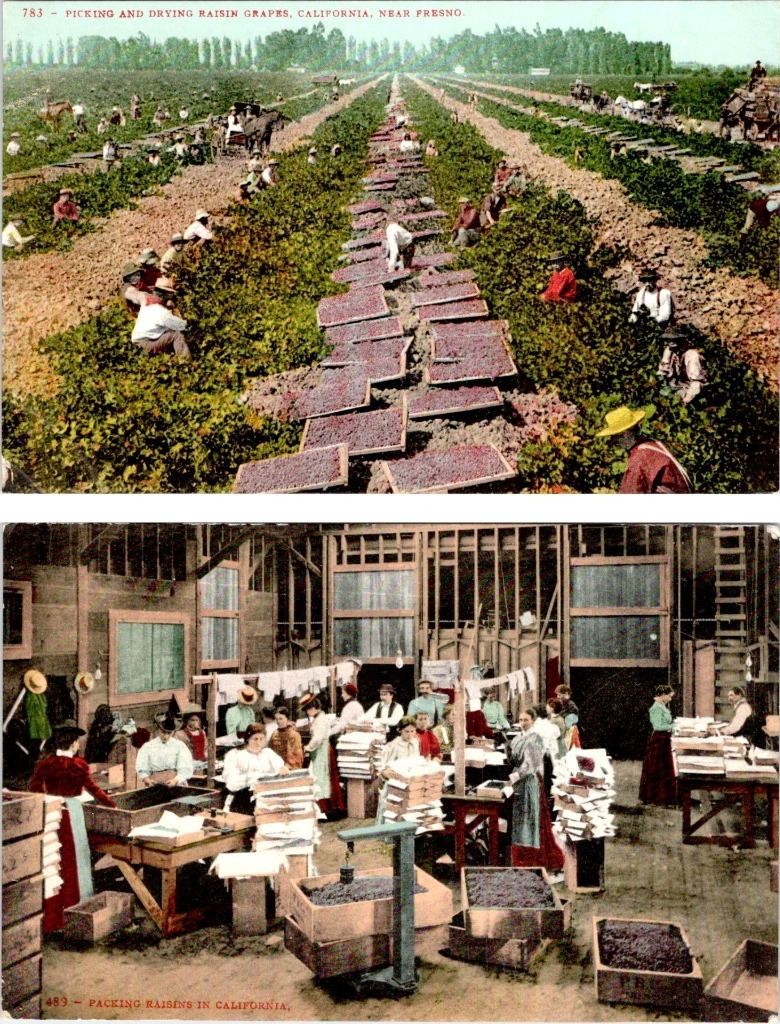 2~ca1910's Postcards Fresno CA California FARM WORKERS PICKING & PACKING RAISENS