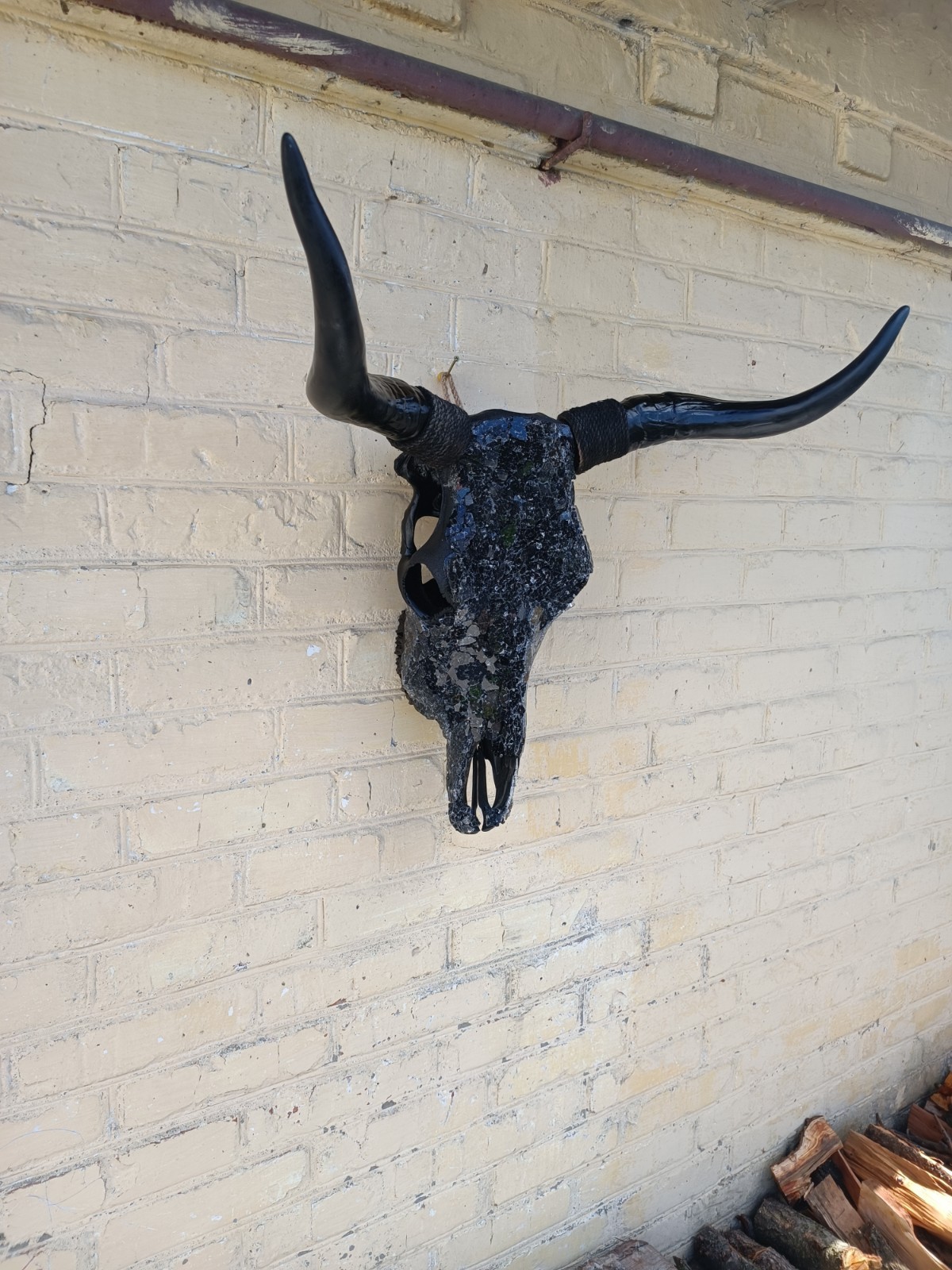 Real bull skull. Wall decor. Cow skull.