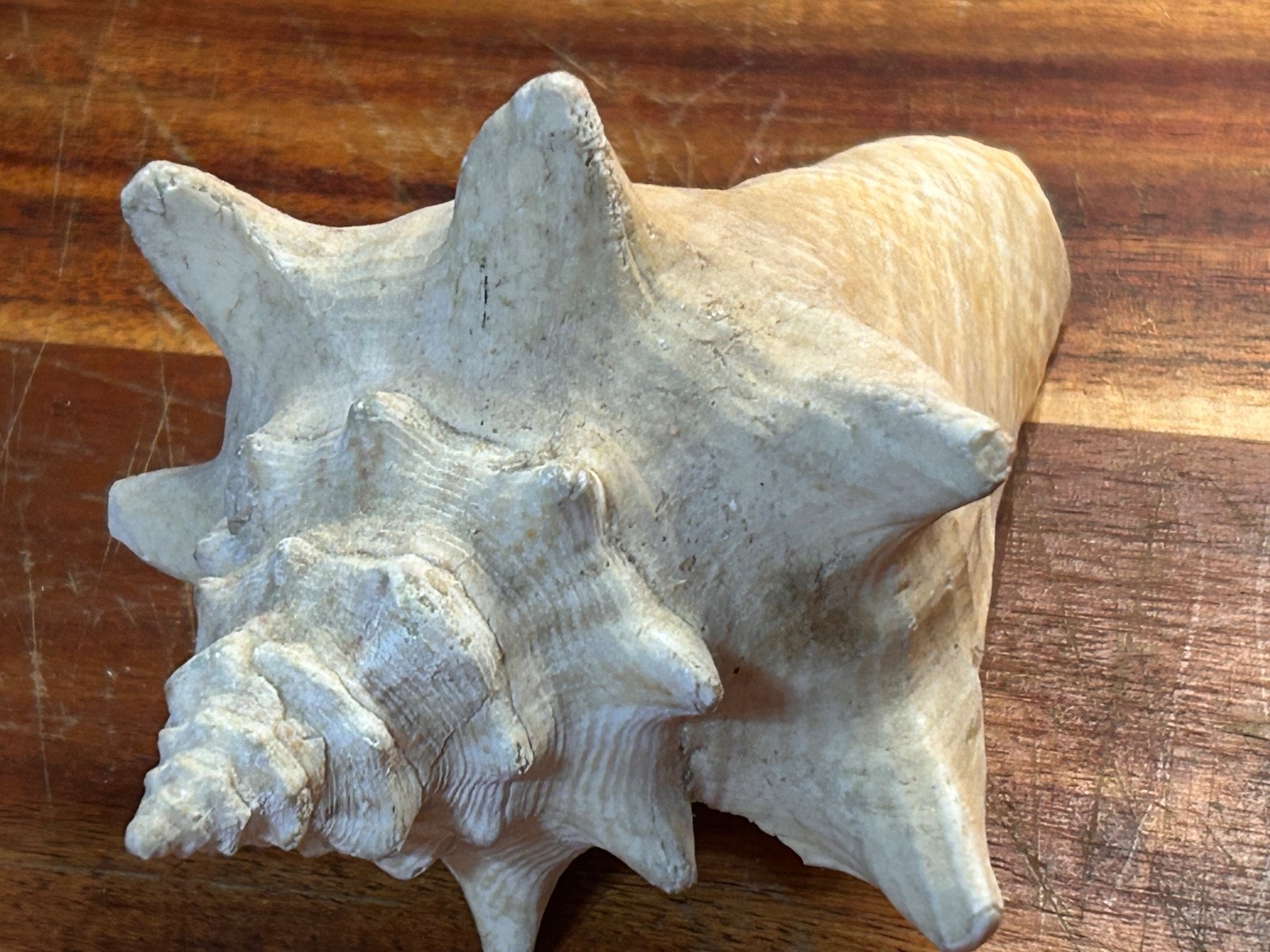 Vintage Small 6” Pink Horned Natural Queen Conch Specimen Beach Decor Aquarium