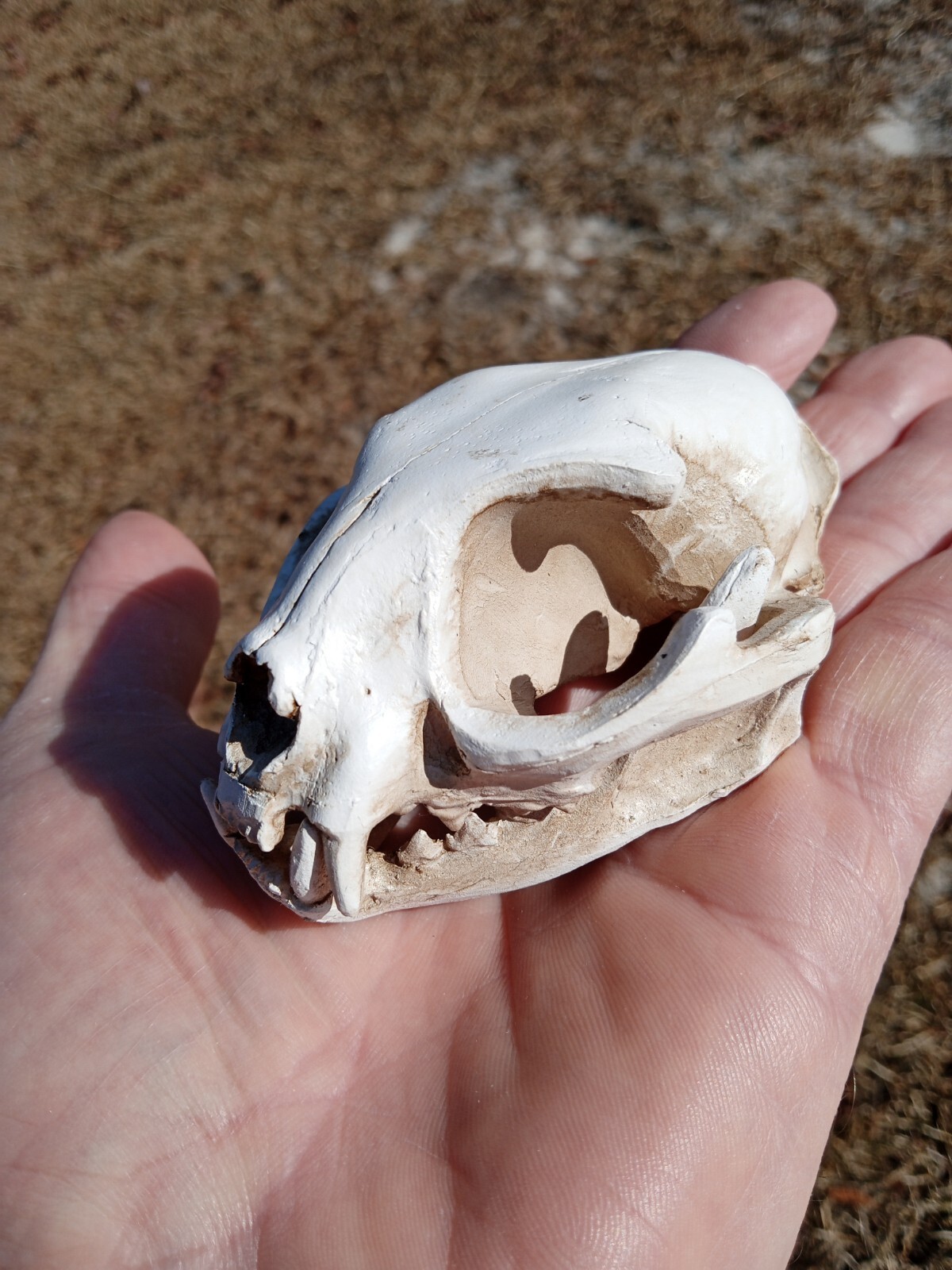 High Quality Replica Resin 😺 Cat Skull. Beautiful Display Cat Skull. 