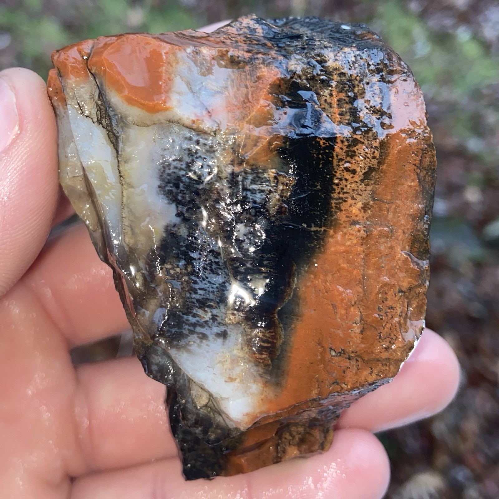 Raw Gorgeous Arizona Petrified Wood Rough 6.56 Oz