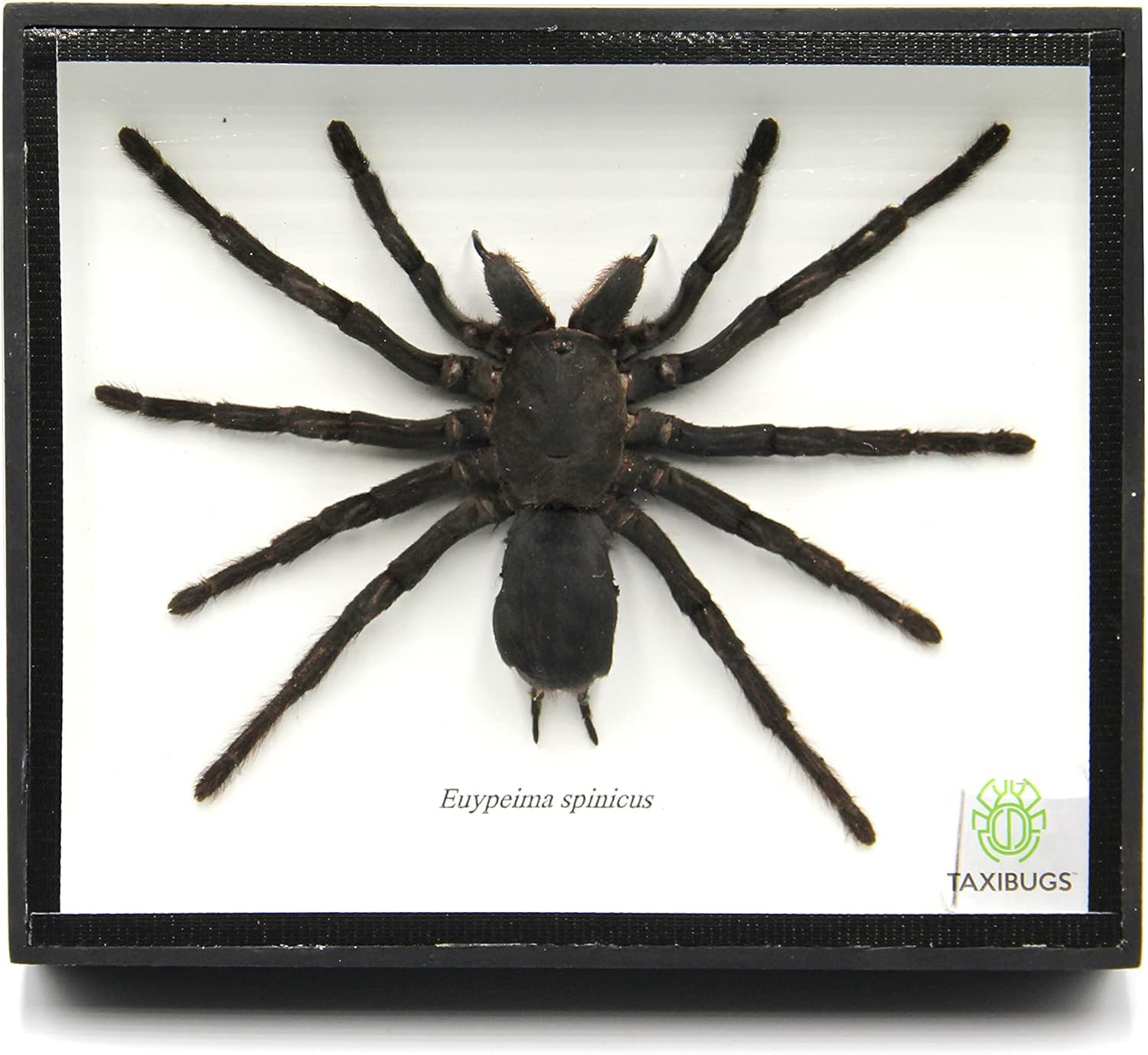 Real Giant Bird Eating Tarantula EURYPEIMA SPINCRUS Spider Taxidermy Transparent