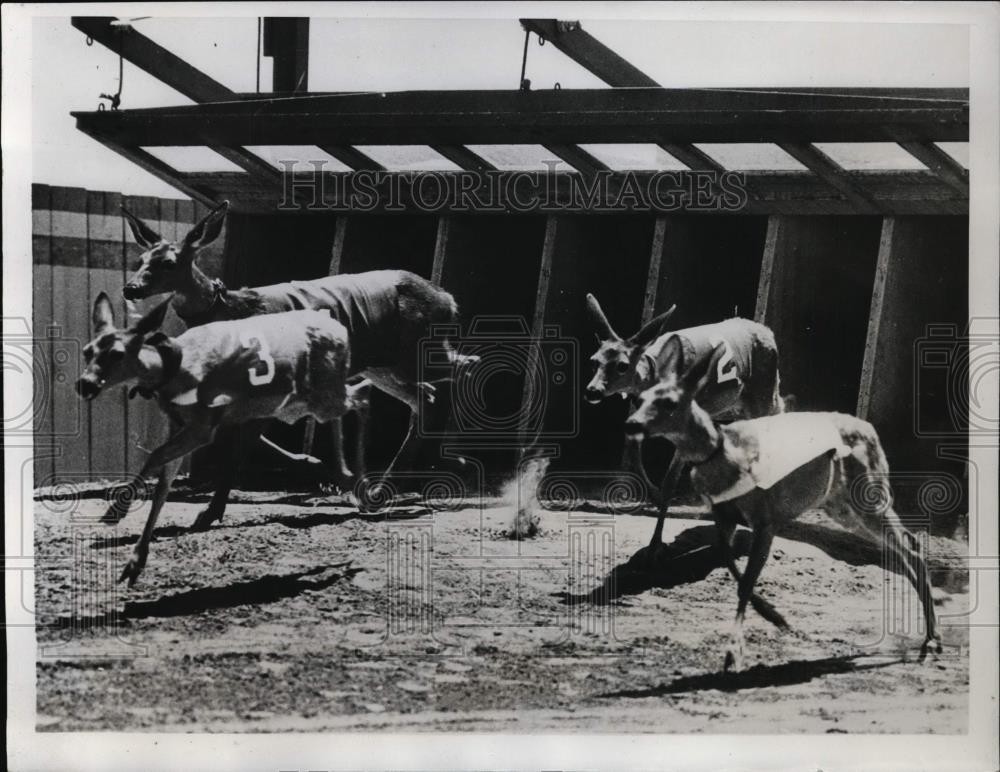 1934 Press Photo Five deer in a race at Kelsey California, trained by Mrs W Timm