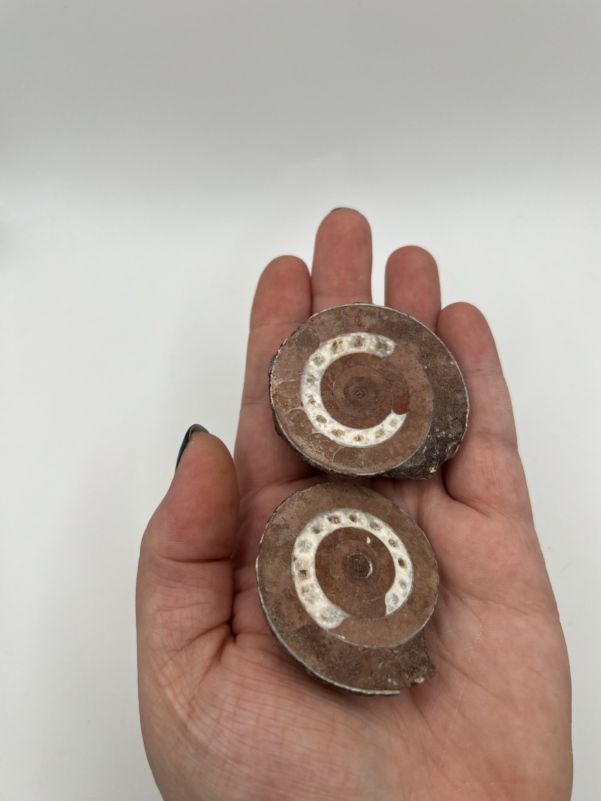 UV Reactive Ammonite Fossil Matching Pair Polished Spiral Specimens Brown/White