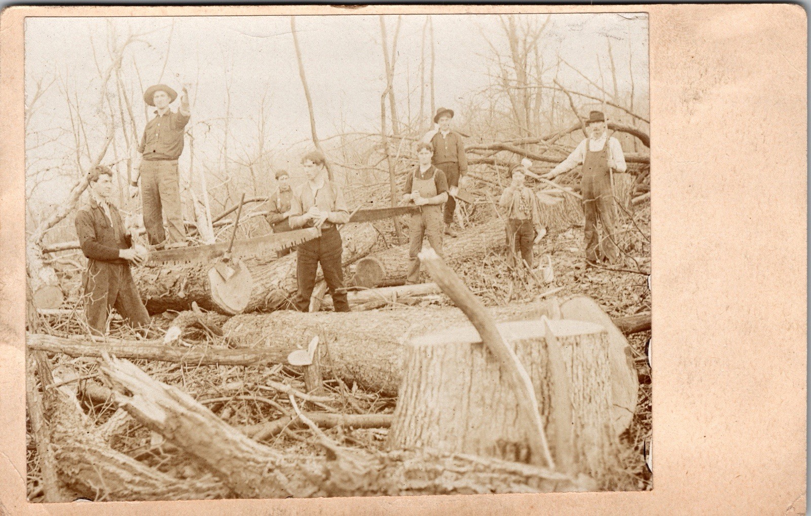 Postcard Real Photo RPPC Men with Saws Cutting Trees