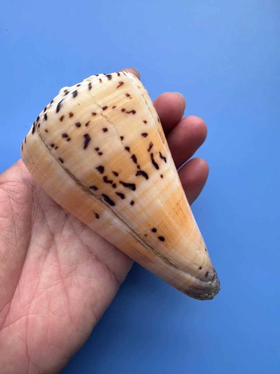 112.5mm | Conus Moncuri | BIG size | Nice pattern | RARE 112.5mm | Conus Moncuri | BIG size | Nice pattern | RARE
